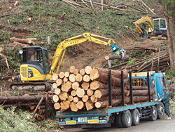 伐採した木をトラックで運ぶ様子